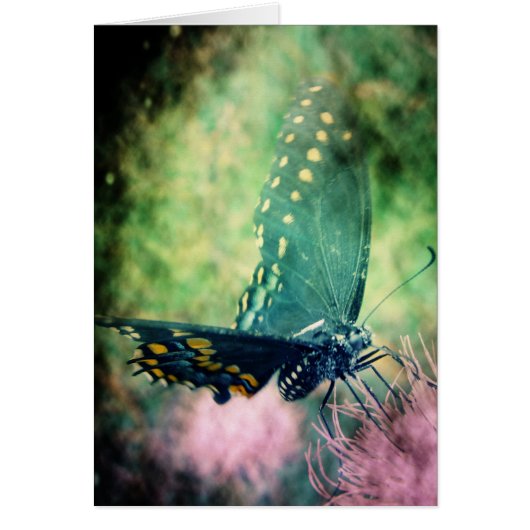 Butterfly (Voorkant)