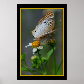 Butterfly302 Poster