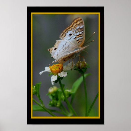 Butterfly302 Poster (Voorkant)