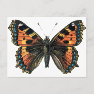 Butterfly 01 briefkaart