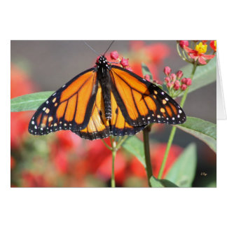 Butterfly 1, geweldig