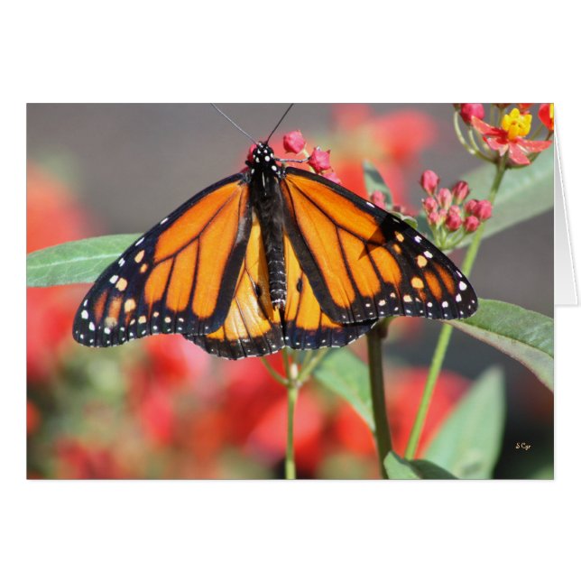 Butterfly 1, geweldig (Voorkant Horizontaal)