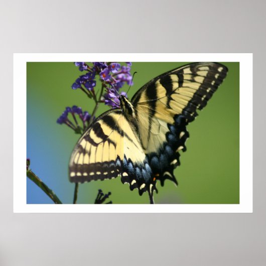 Butterfly 1 poster (Voorkant)