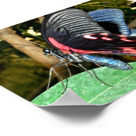 Butterfly 1 poster (Hoek)