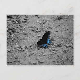 Butterfly 2 Briefkaart