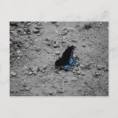 Butterfly 2 Briefkaart (Voorkant)
