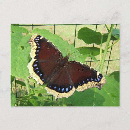 Butterfly 56 ~ briefkaart (Voorkant)