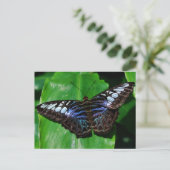 Butterfly 5 Briefkaart (Staand voorkant)