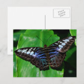 Butterfly 5 Briefkaart (Voorkant / Achterkant)