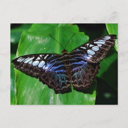 Butterfly 5 Briefkaart (Voorkant)
