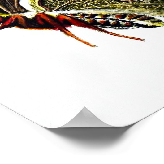 Butterfly Afbeelding 2.  Natuurgeschiedenis Afdruk Poster (Hoek)