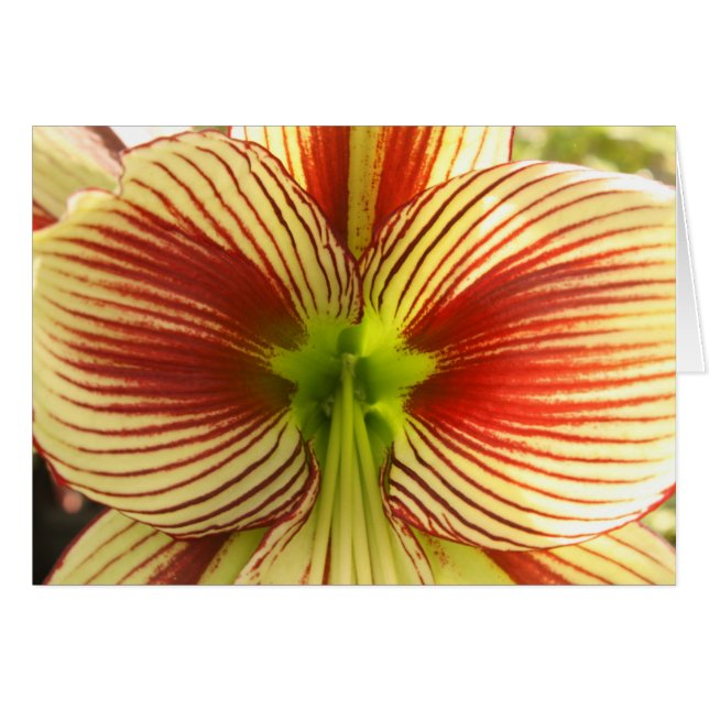 Butterfly Amaryllis (Voorkant Horizontaal)