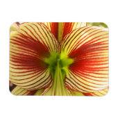 Butterfly Amaryllis Magneet (Horizontaal)