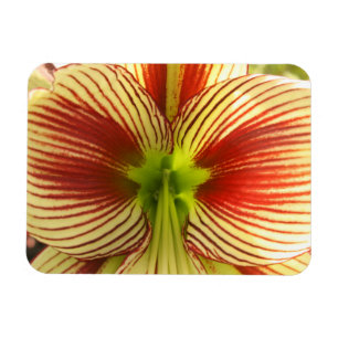 Butterfly Amaryllis Magneet