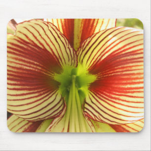 Butterfly Amaryllis Muismat