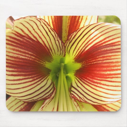 Butterfly Amaryllis Muismat (Voorkant)