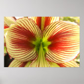 Butterfly Amaryllis Poster (Voorkant)
