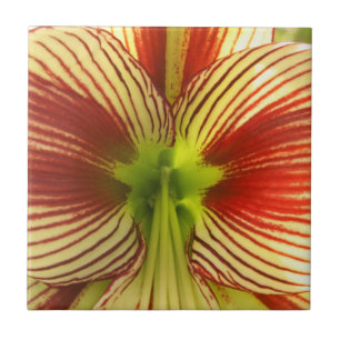 Butterfly Amaryllis Tegeltje
