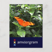 Butterfly Amsterdam Briefkaart (Voorkant)