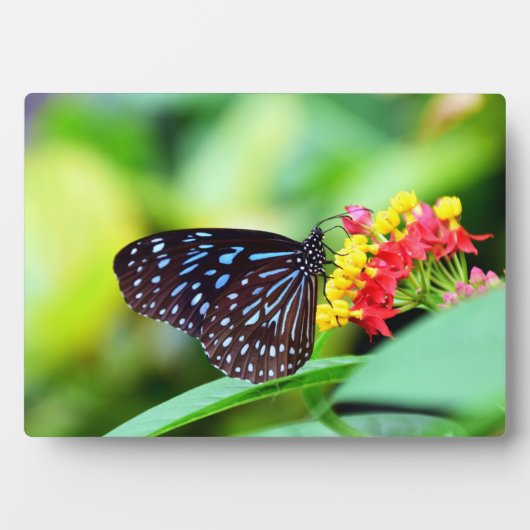 Butterfly Art Decor Plaque Fotoplaat (voorkant)
