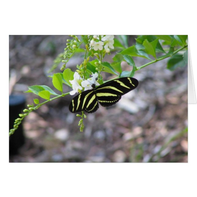 Butterfly at Rest (Voorkant Horizontaal)