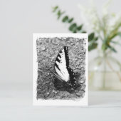 Butterfly Beauty - B&W Insect Close-up foto Briefkaart (Staand voorkant)