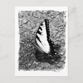 Butterfly Beauty - B&W Insect Close-up foto Briefkaart