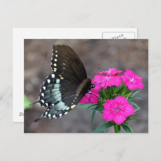 Butterfly Beauty Briefkaart (Voorkant / Achterkant)