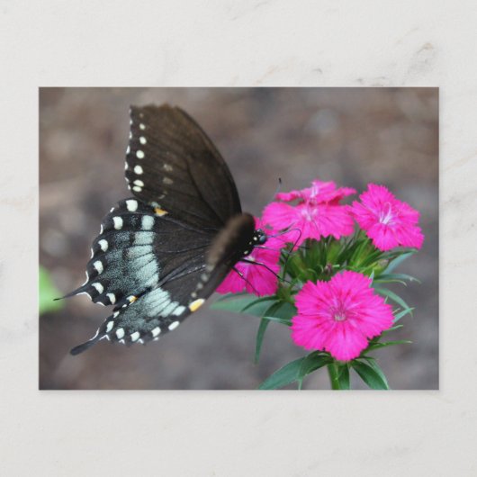 Butterfly Beauty Briefkaart (Voorkant)