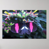 Butterfly Beauty Poster (Voorkant)