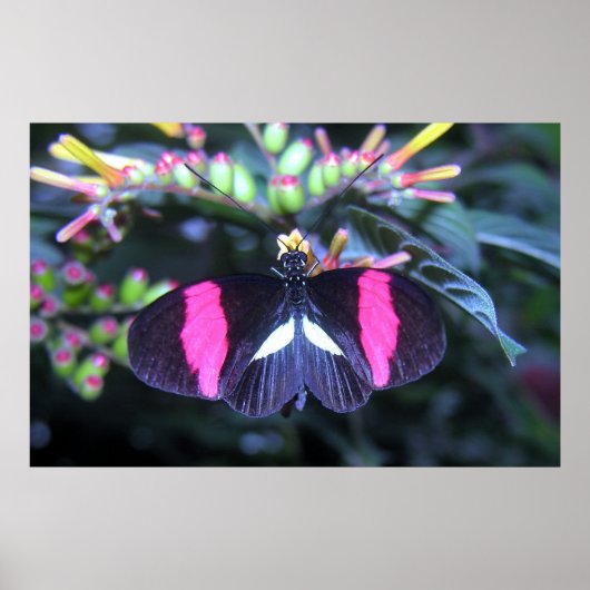 Butterfly Beauty Poster (Voorkant)
