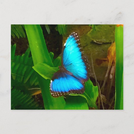Butterfly Blue Sluiten Briefkaart (Voorkant)
