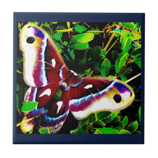 Butterfly Blues Tegels Tegeltje (Voorkant)