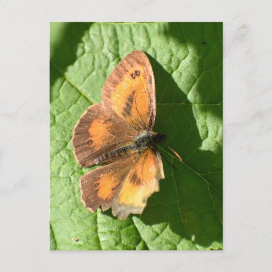 Butterfly Briefkaart (Voorkant)