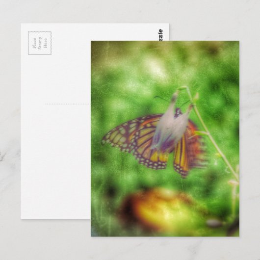 Butterfly Briefkaart (Voorkant / Achterkant)