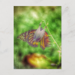 Butterfly Briefkaart