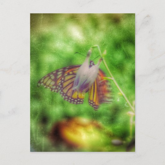 Butterfly Briefkaart (Voorkant)