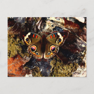 Butterfly Briefkaart