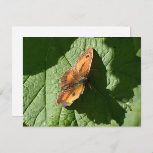 Butterfly Briefkaart (Voorkant / Achterkant)