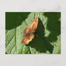 Butterfly Briefkaart
