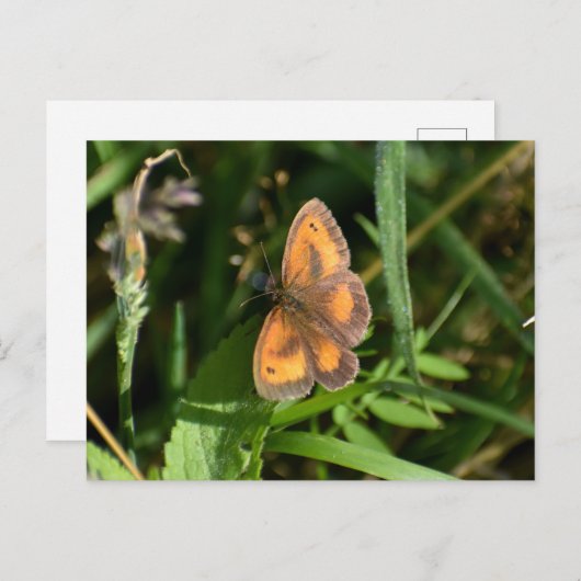 Butterfly Briefkaart (Voorkant / Achterkant)