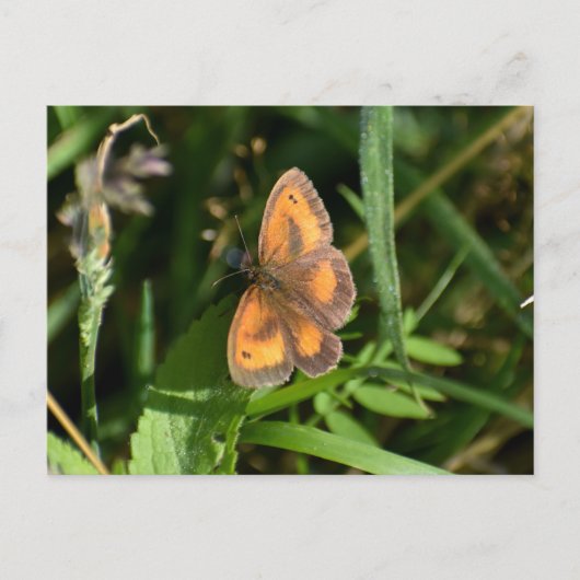 Butterfly Briefkaart (Voorkant)