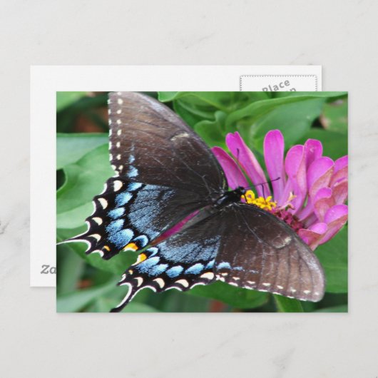 Butterfly Briefkaart (Voorkant / Achterkant)