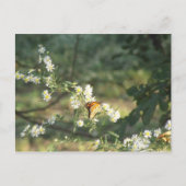 Butterfly Briefkaart (Voorkant)