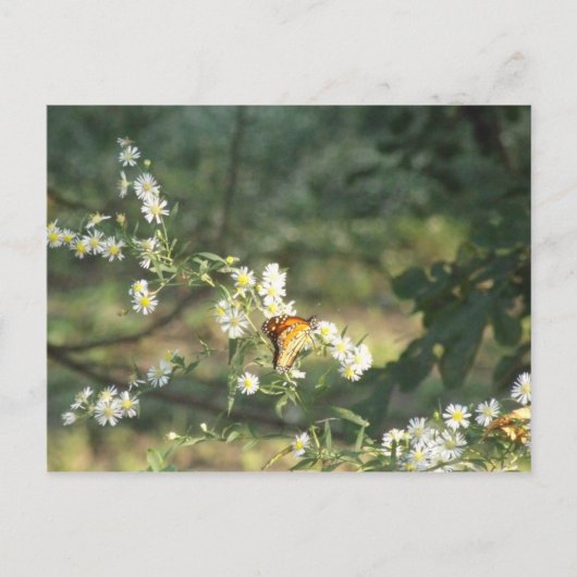 Butterfly Briefkaart (Voorkant)