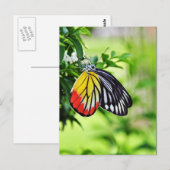 Butterfly - briefkaarten (Voorkant / Achterkant)