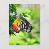 Butterfly - briefkaarten (Voorkant)