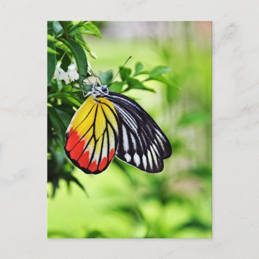 Butterfly - briefkaarten (Voorkant)