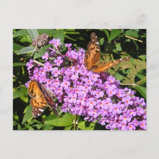 Butterfly Buddies ~ briefkaart (Voorkant)