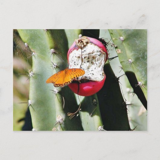 Butterfly Butterflies Cactus Briefkaart (Voorkant)